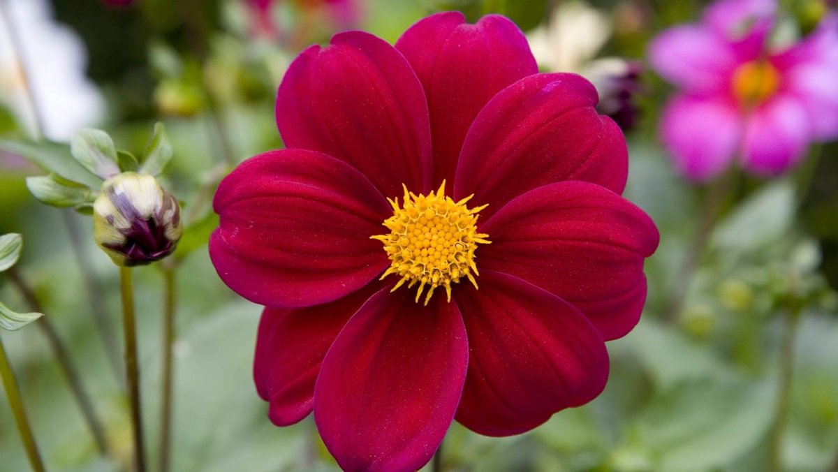 Один цветок