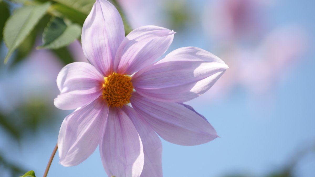 Один красивый цветочек