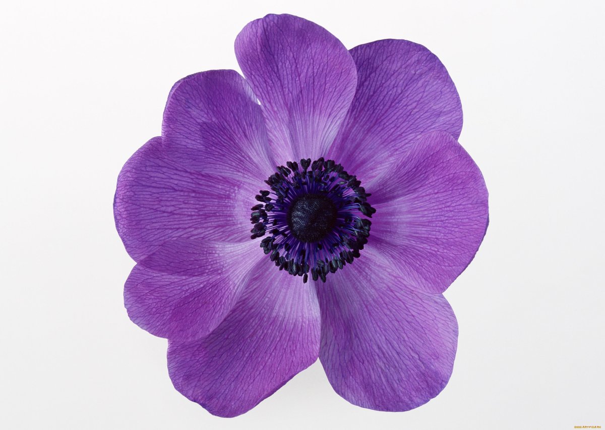 Цветы на белом фоне