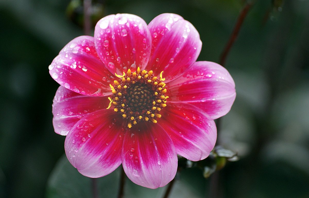 Красивые крупные цветы