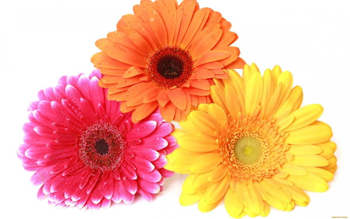 Цветочки на белом фоне