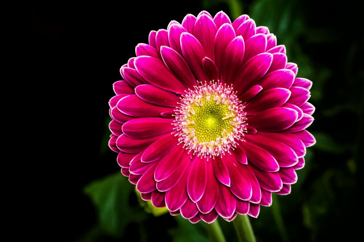 Красивые яркие одиночные цветы