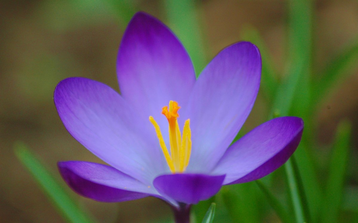 Крокус Шафран весенний