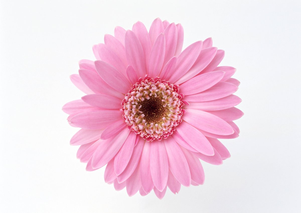 Гербера вид сверху