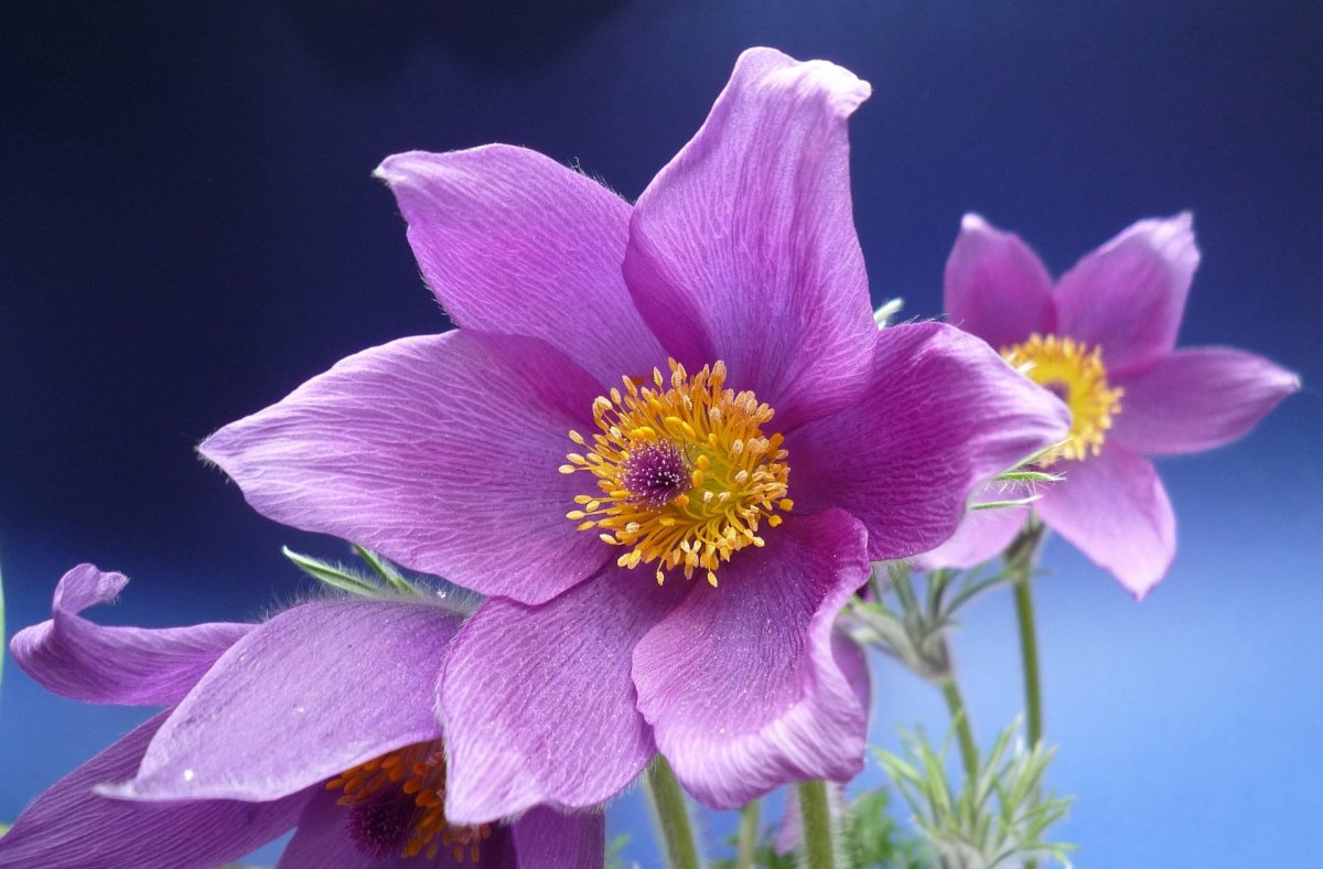Purple Anemone