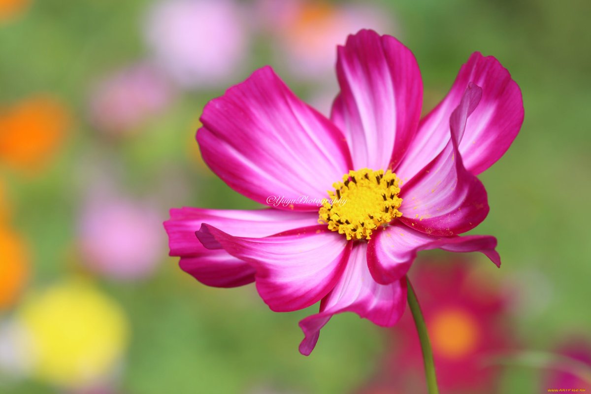 Космея Аленький цветочек