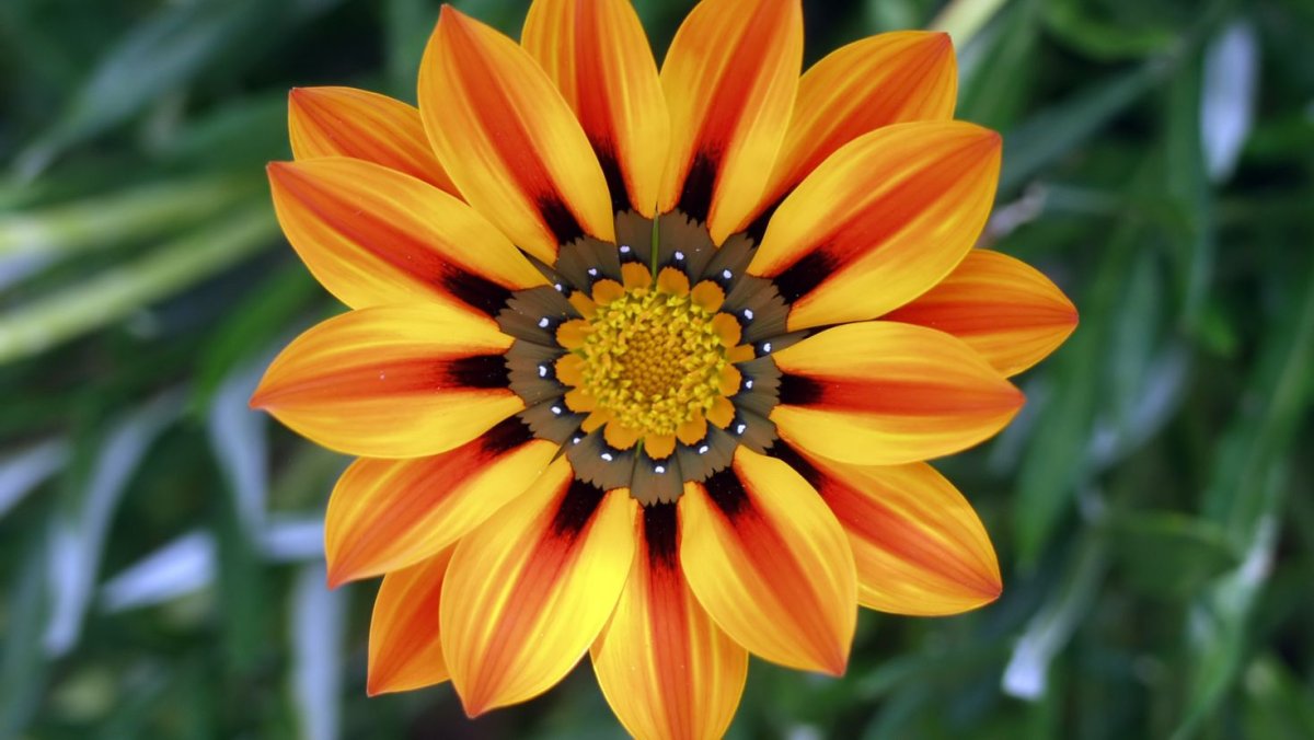 Газания цветок