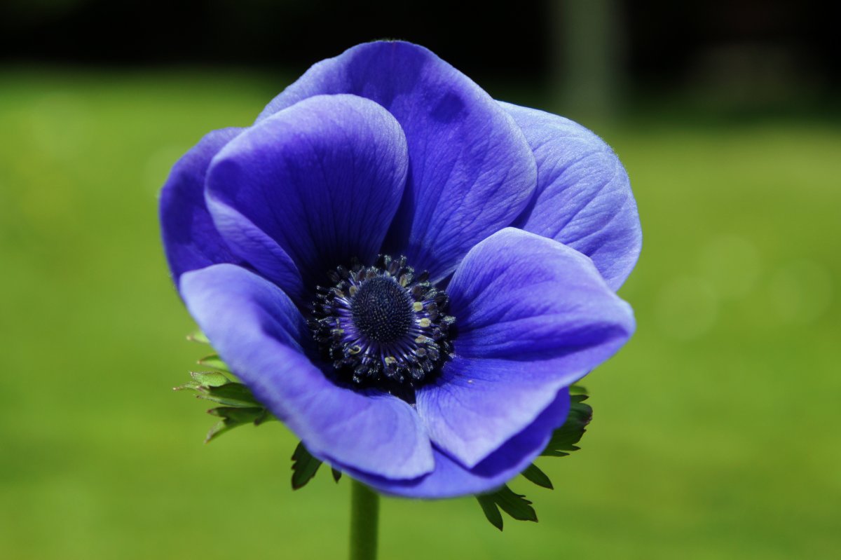 Anemones цветы синие