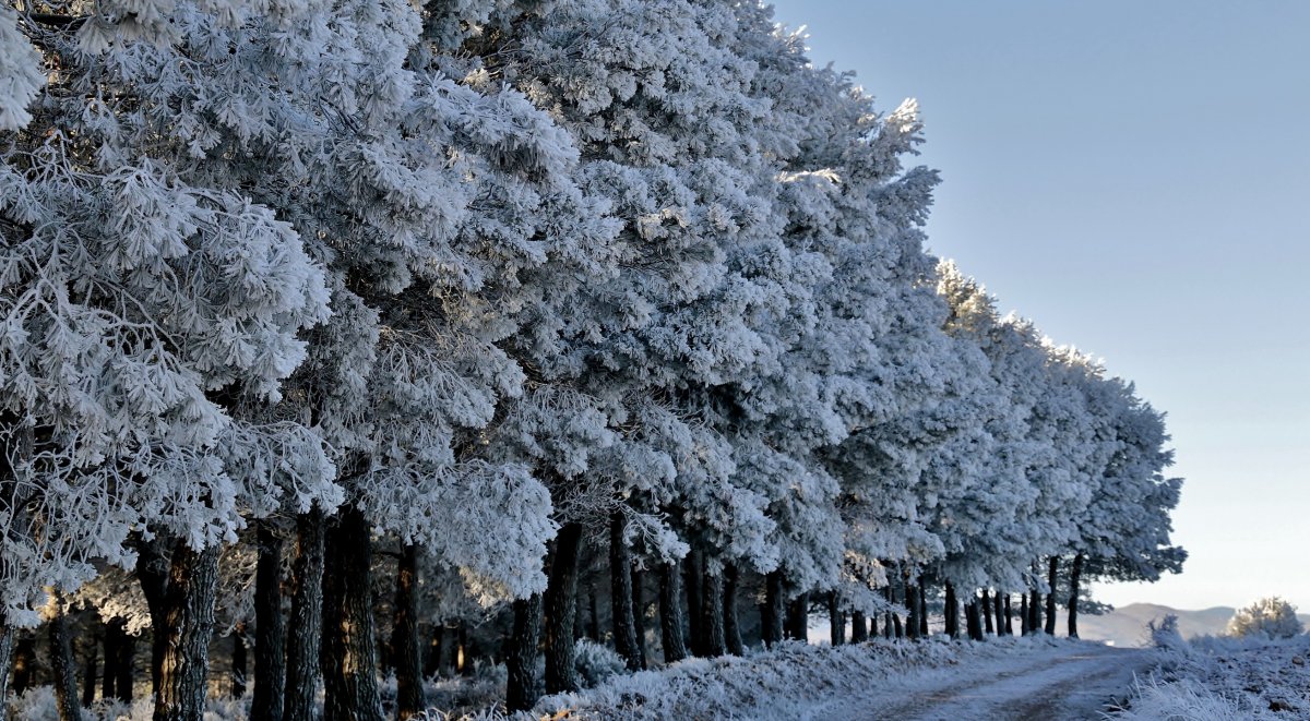 Дерево в поле зимой