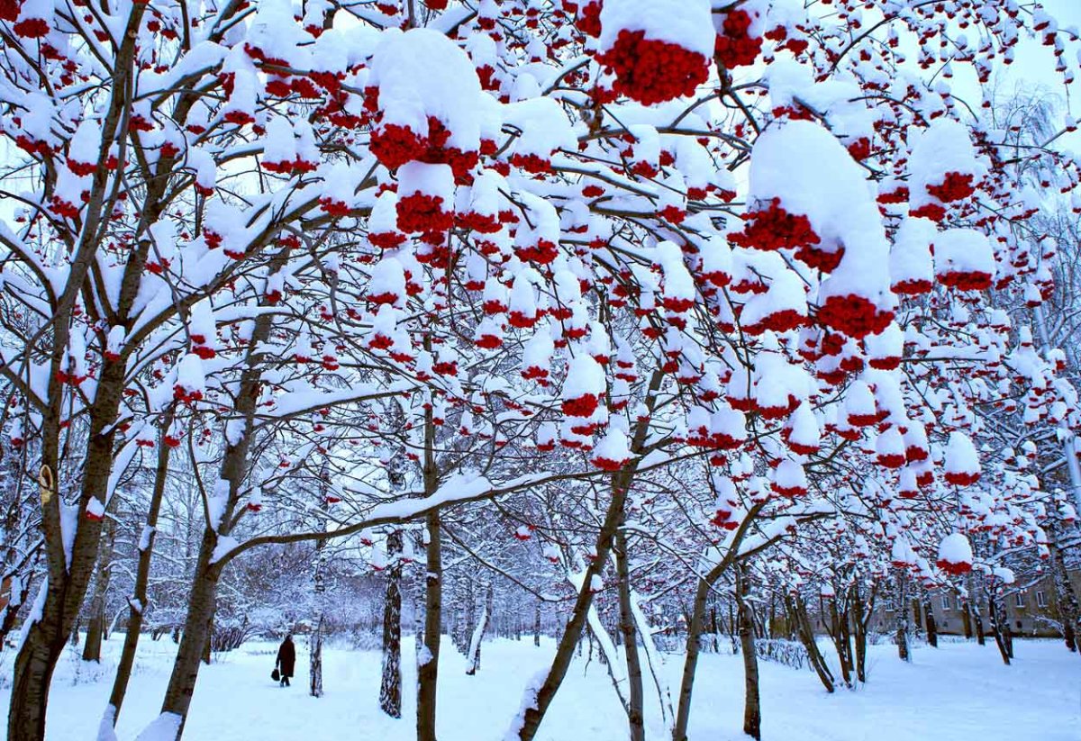 Стриженные дерево зима