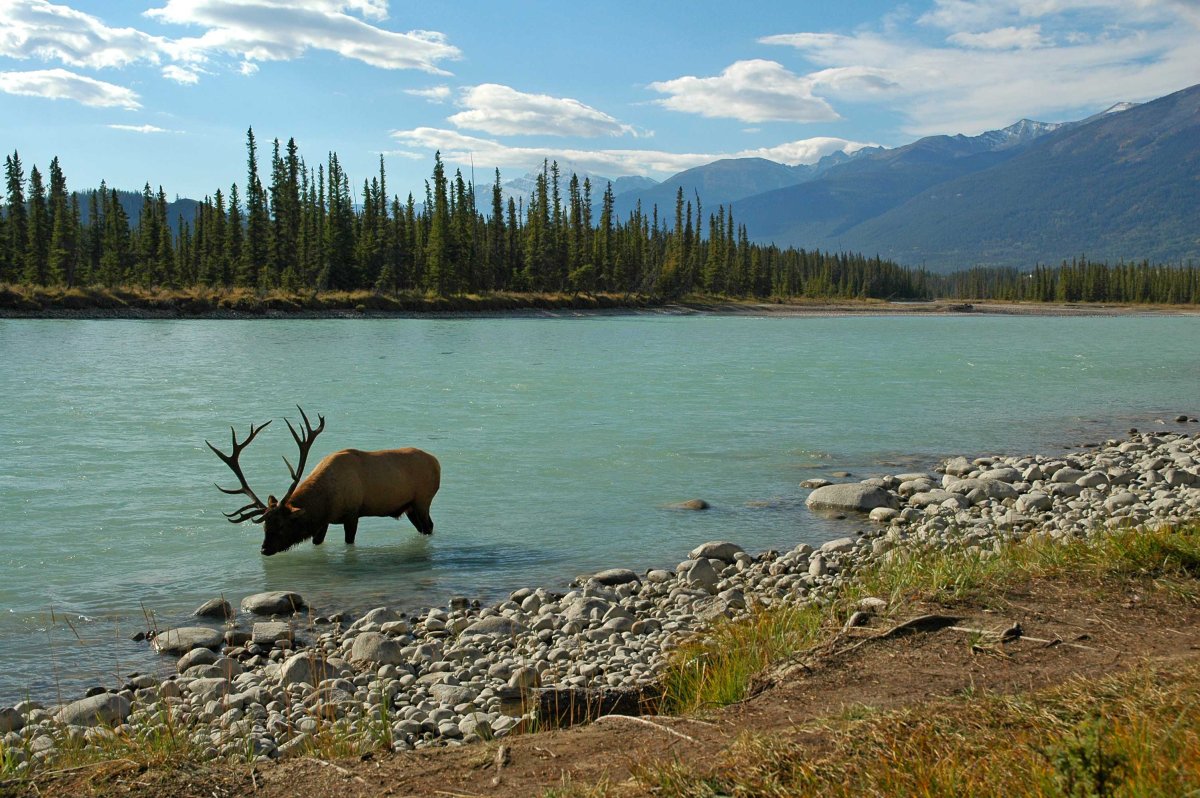 Национальный парк Вуд-Баффало животные
