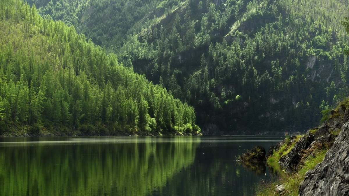 Саянская Тайга