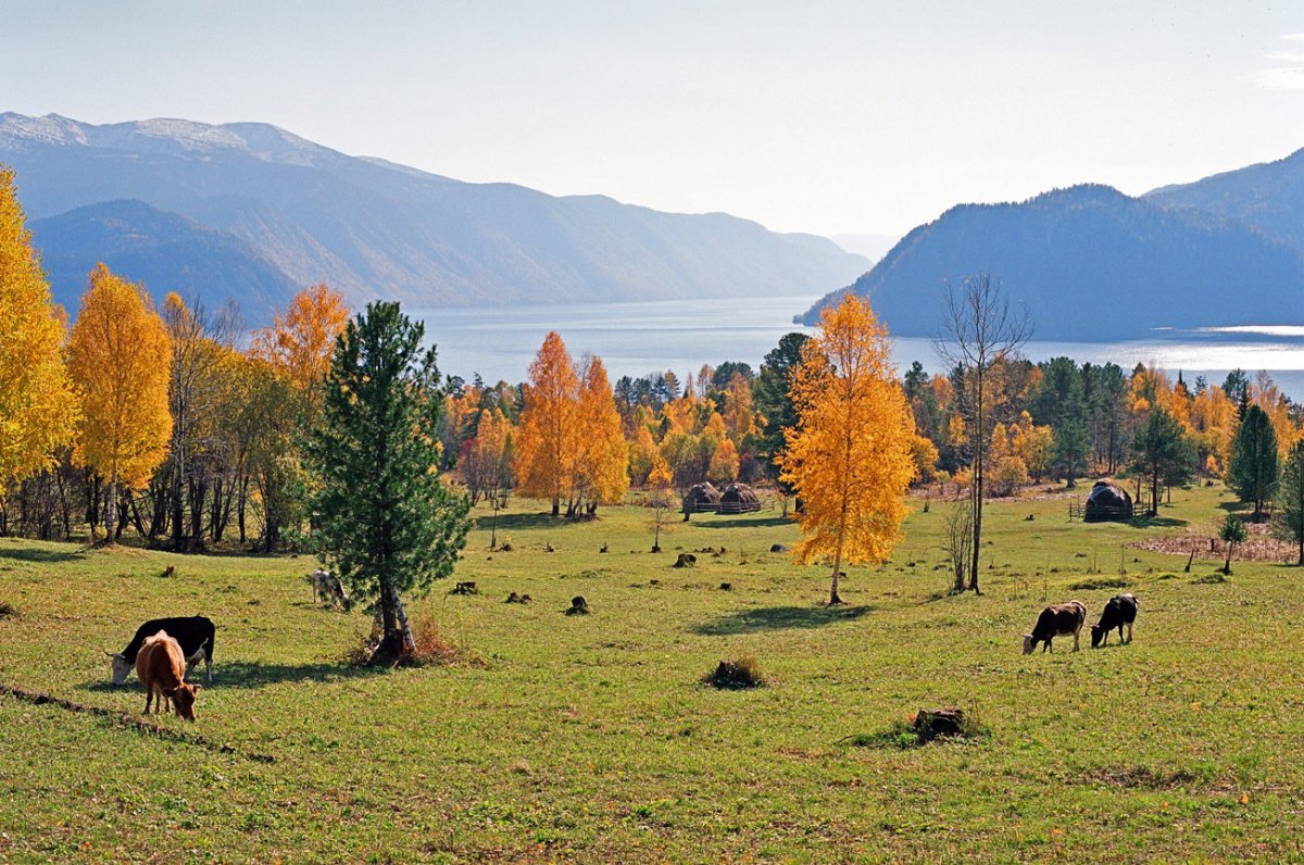 Алтайский природный заповедник