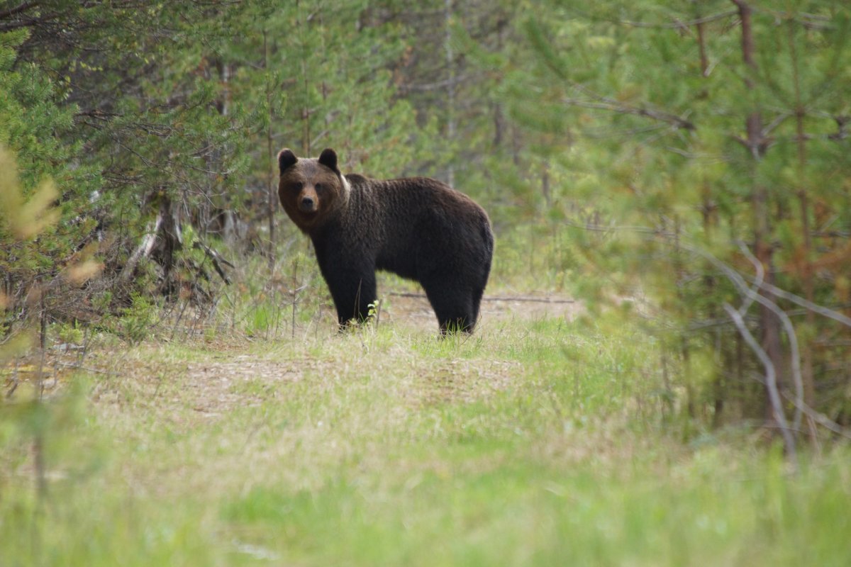 Висимский заповедник Урала