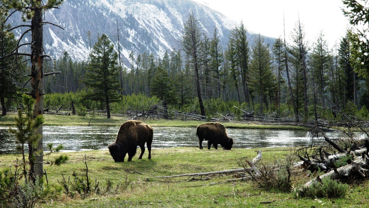 Вуд Баффало национальный парк волки