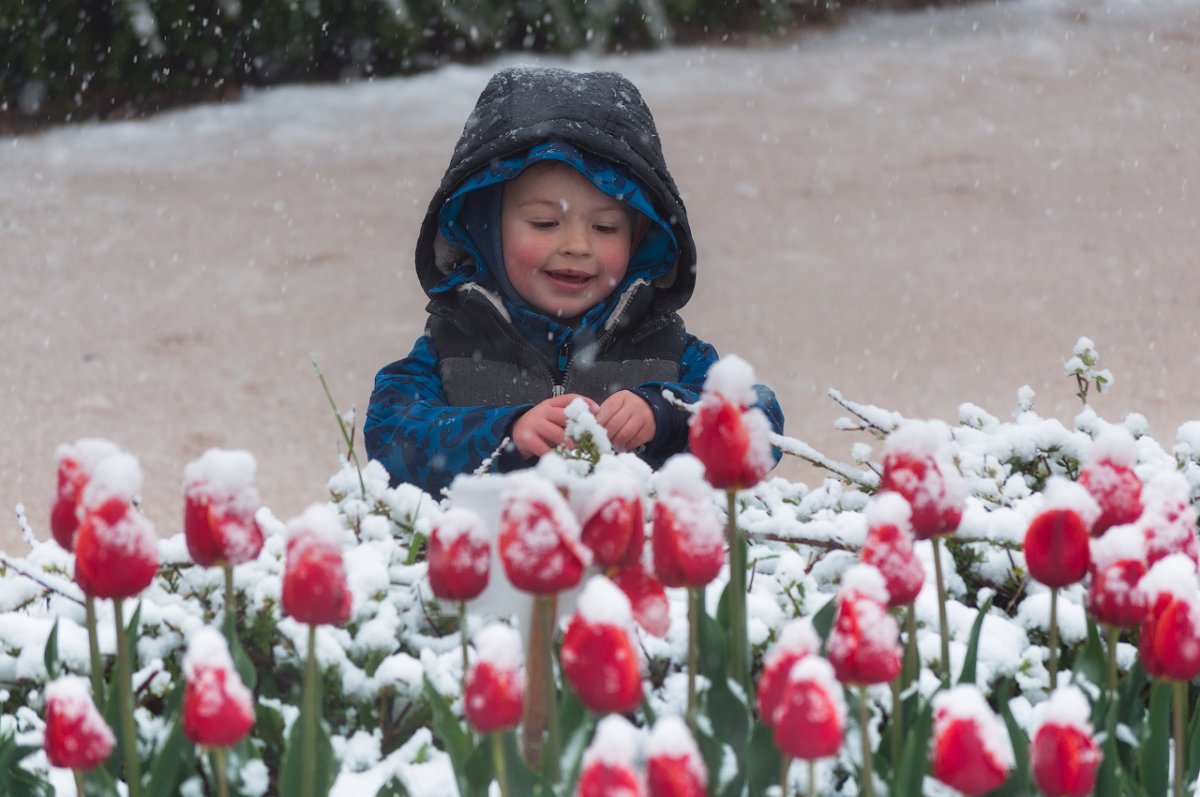 Картина м Пишванова в зимнем парке