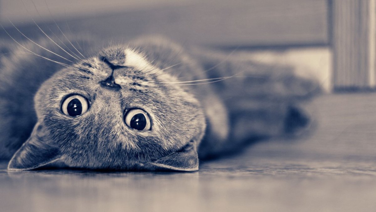 Заставка на рабочий стол коты