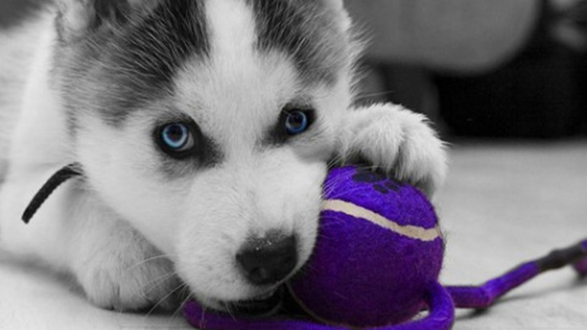 Собака на аву