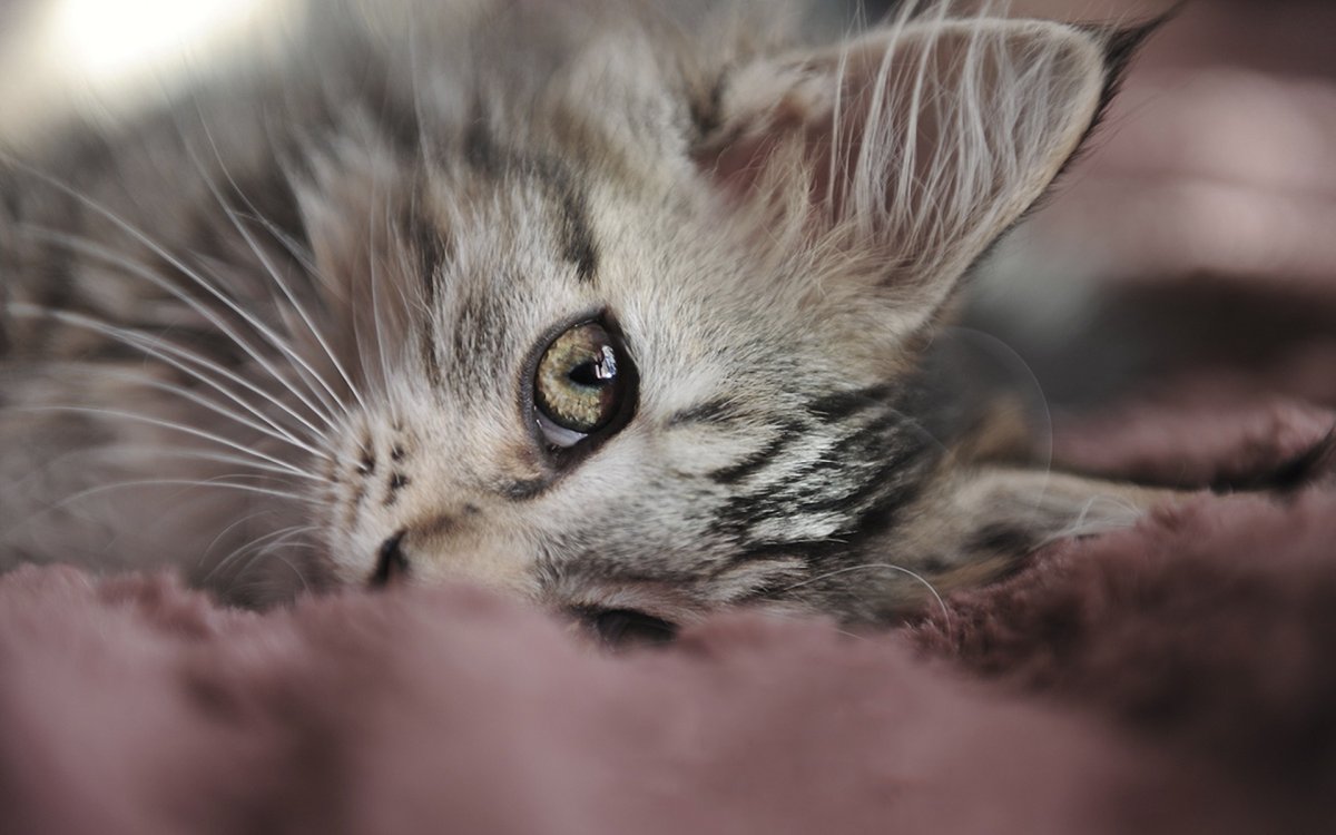 Нежные котята