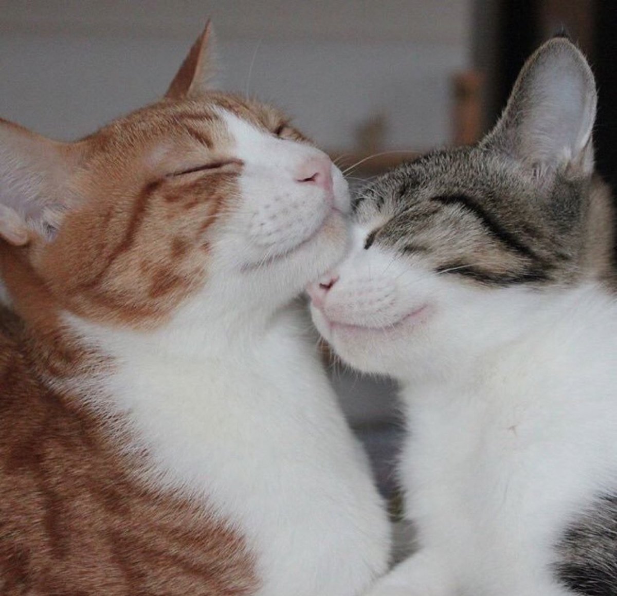 Котики целуются