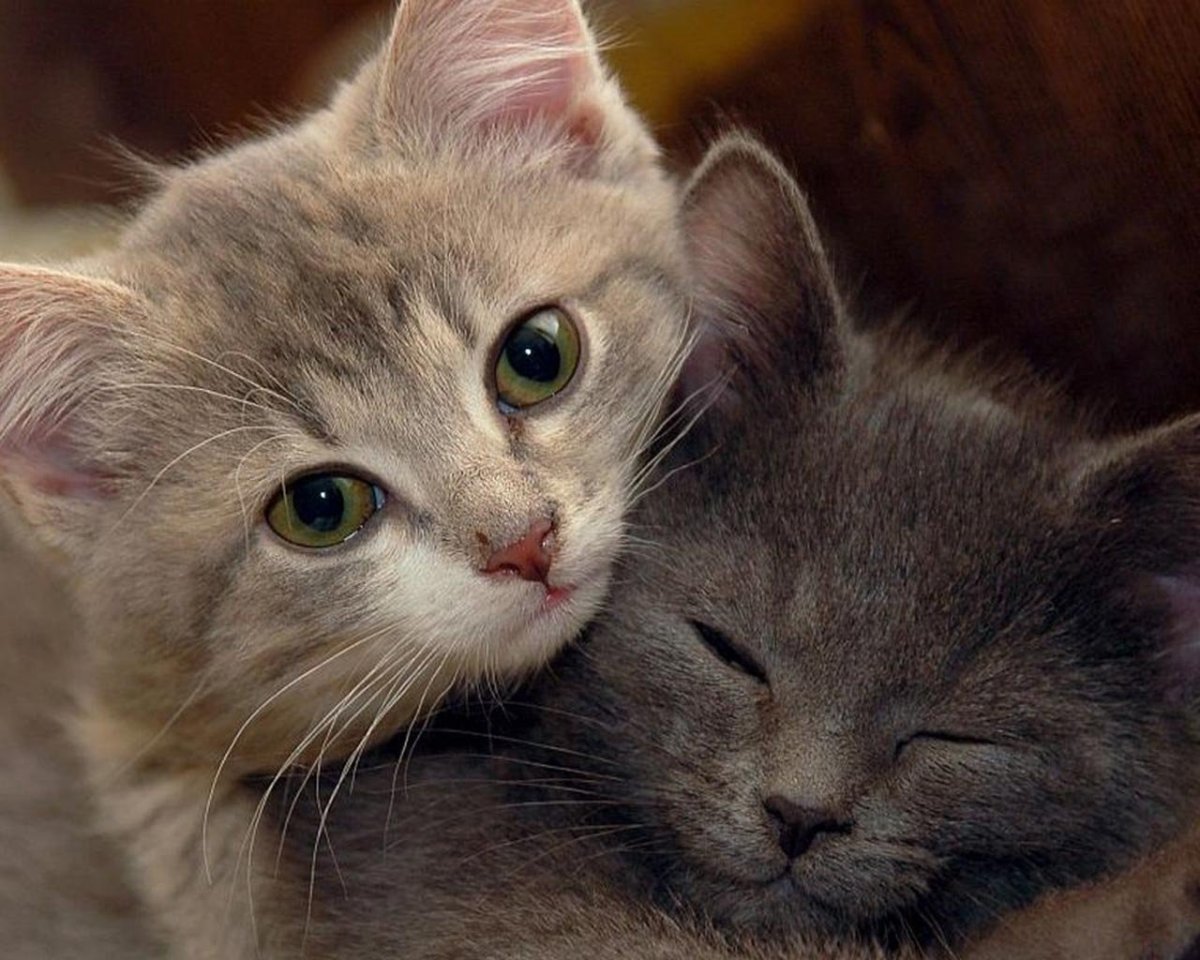 Кошки обнимашки