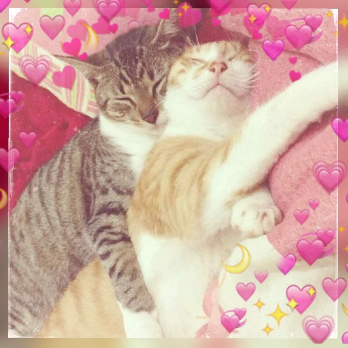 Коты любовь