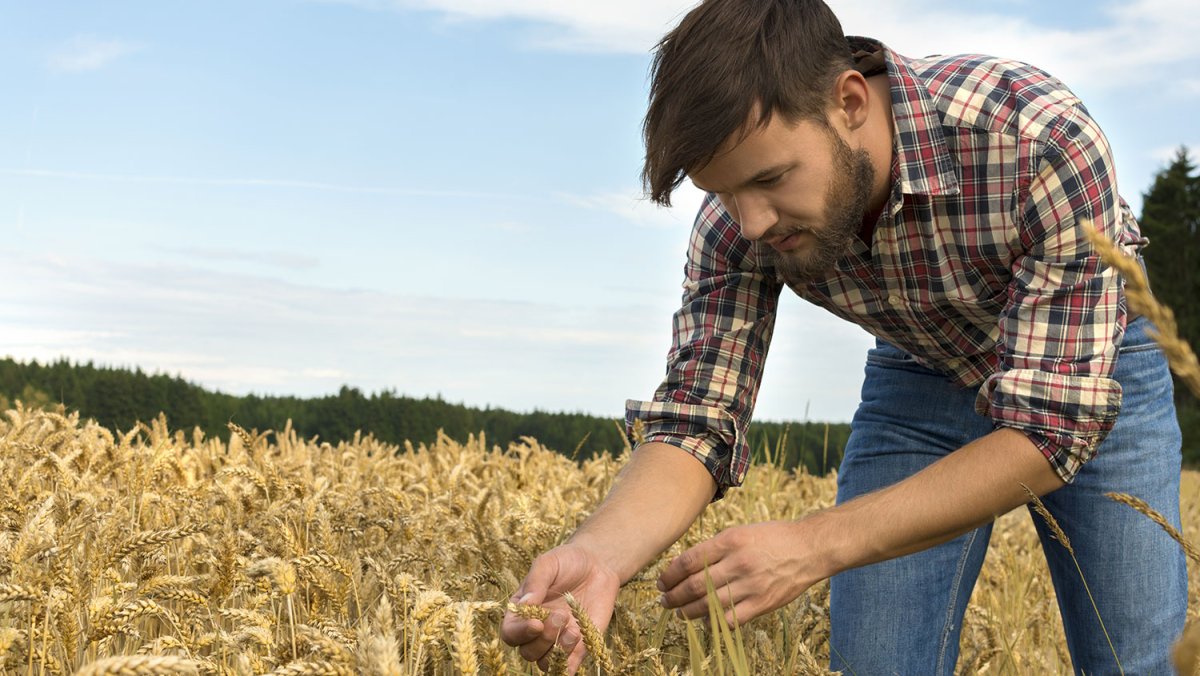 Хозяйство фермера