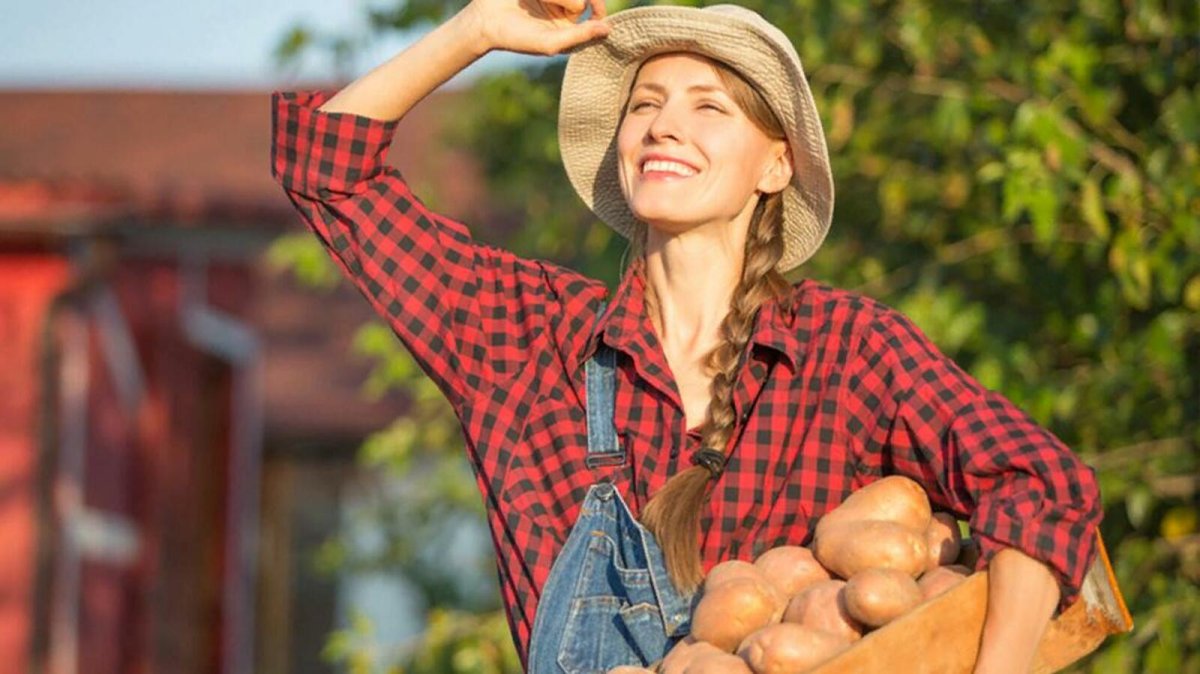 Сельское хозяйство картошка