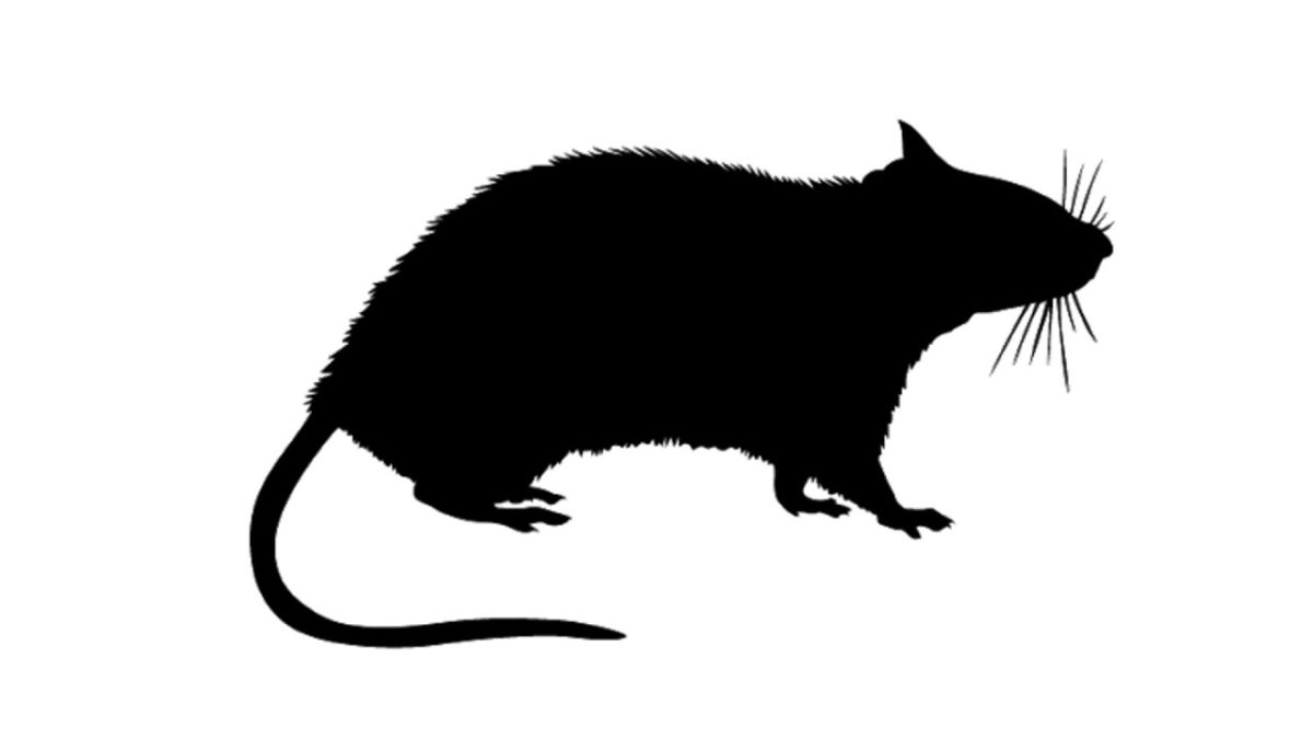 Эскиз крысы Дамбо