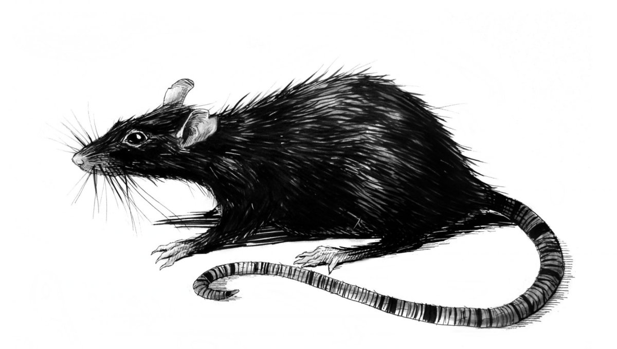Крыса рисунок