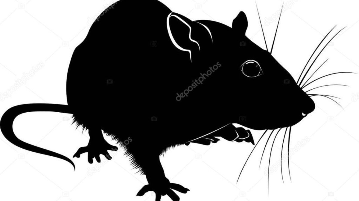 Белая крыса на черном фоне