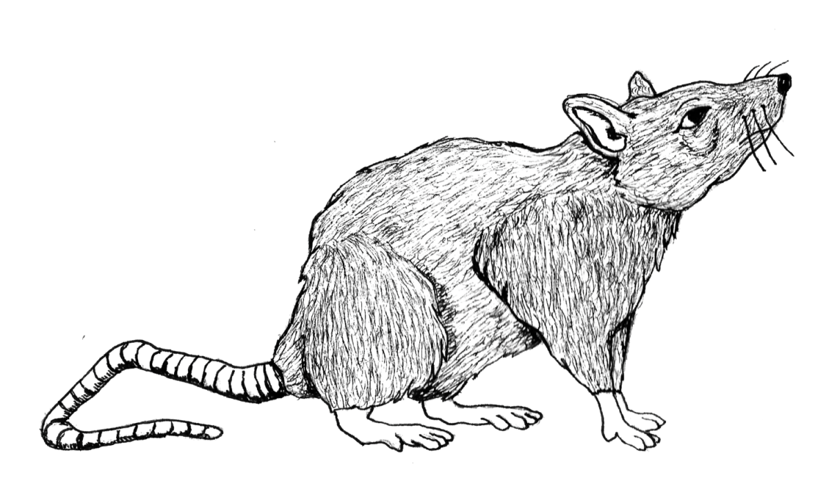 Мышка контур