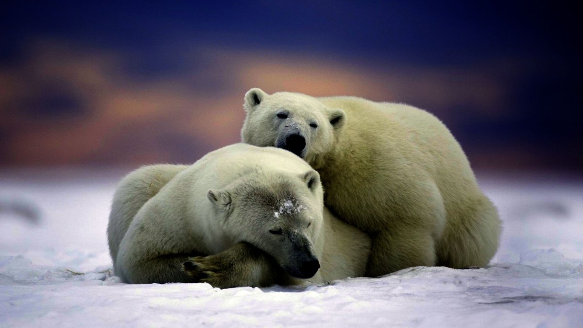 Белый медведь