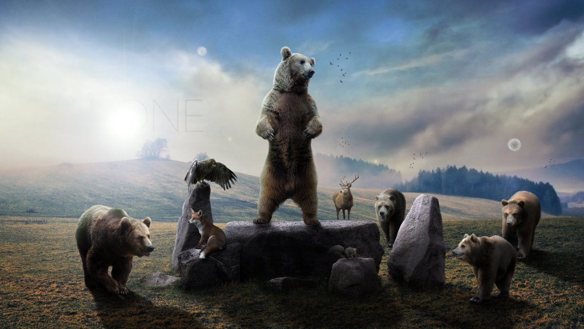 Медведь обои