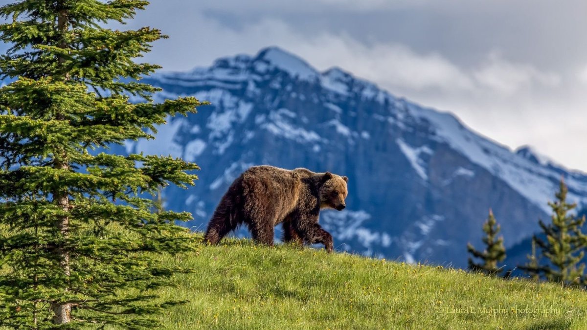 Тяньшанский бурый медведь в Казахстане