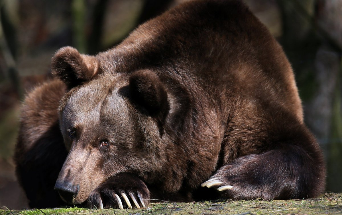 Медведь Гризли оскал