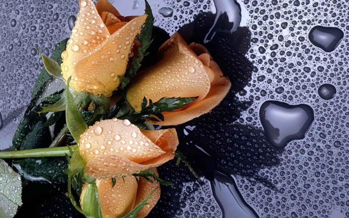 Красивые летние цветочки