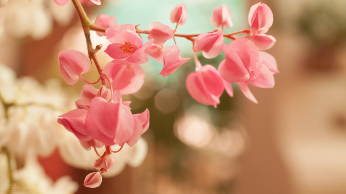 Цветок герань Лесная