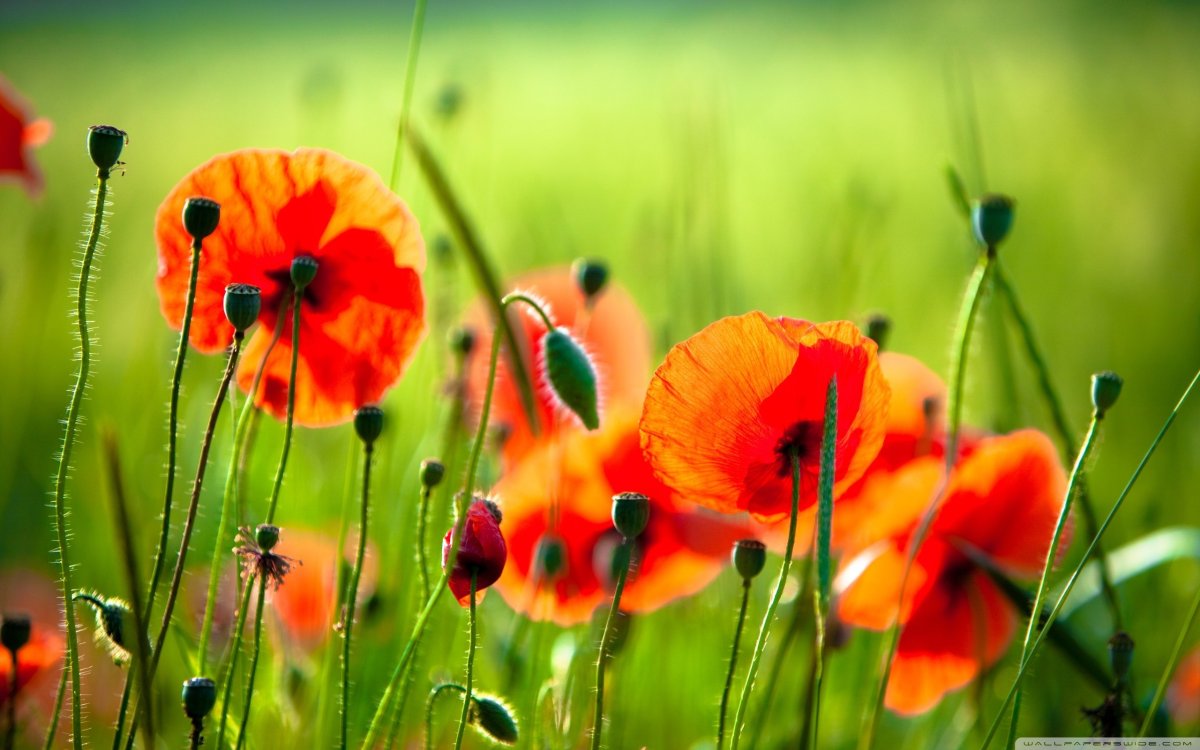 Нежный цветок