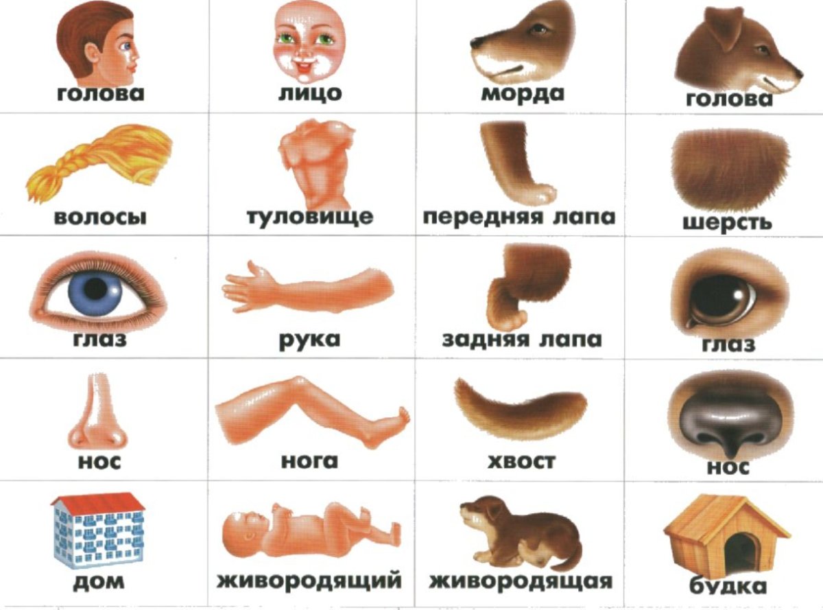 Части тела животного для детей