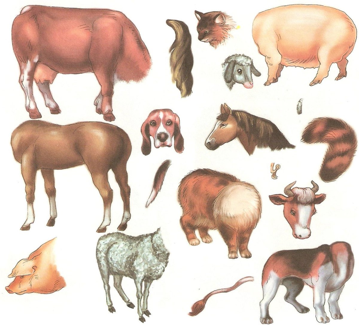 Чей хвост чья голова домашние животные