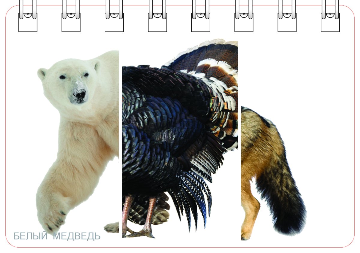 Части тела разных животных