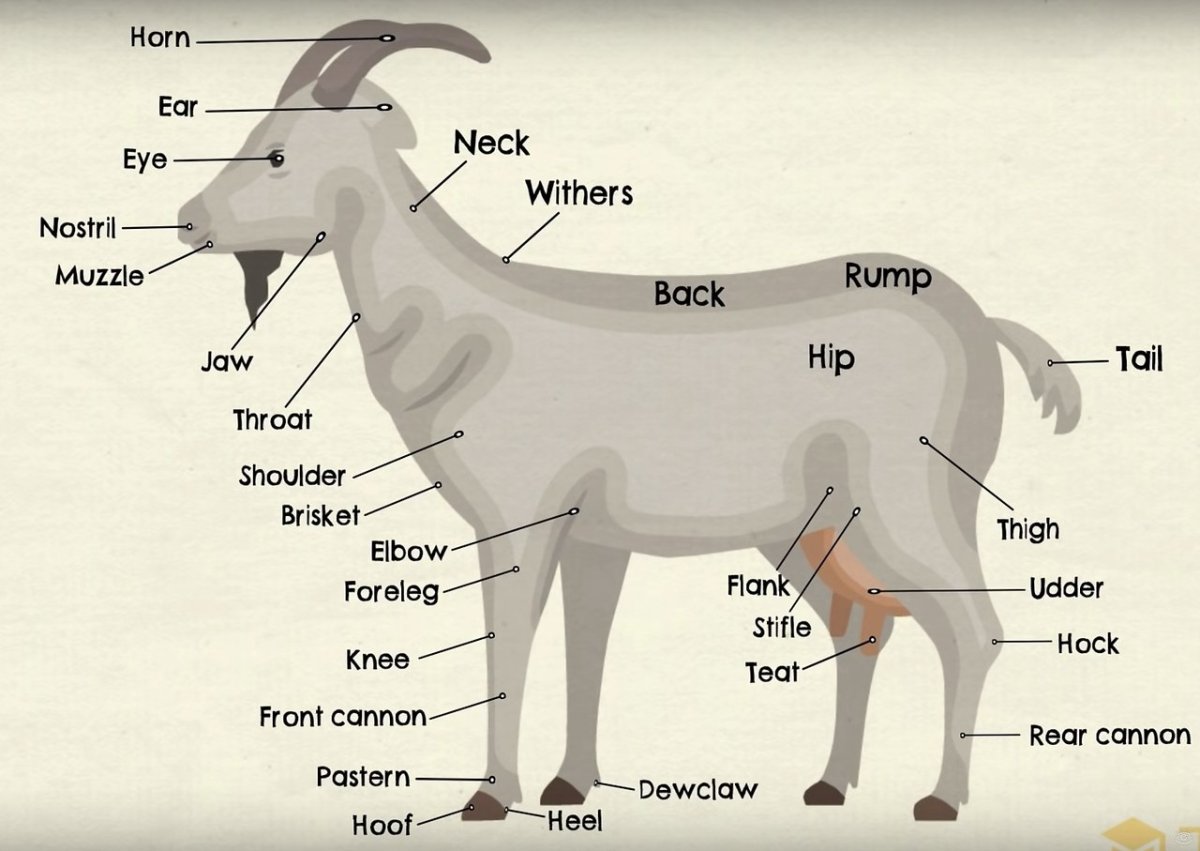 Части тела животного на англ