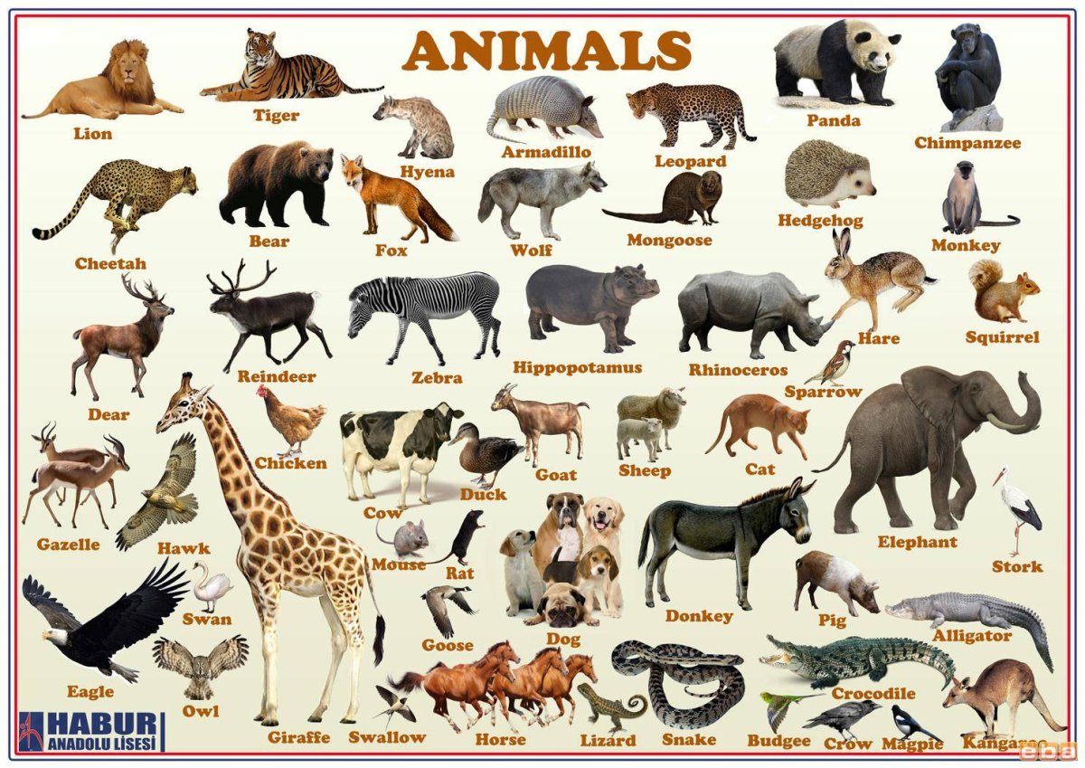 Названия животных на английском