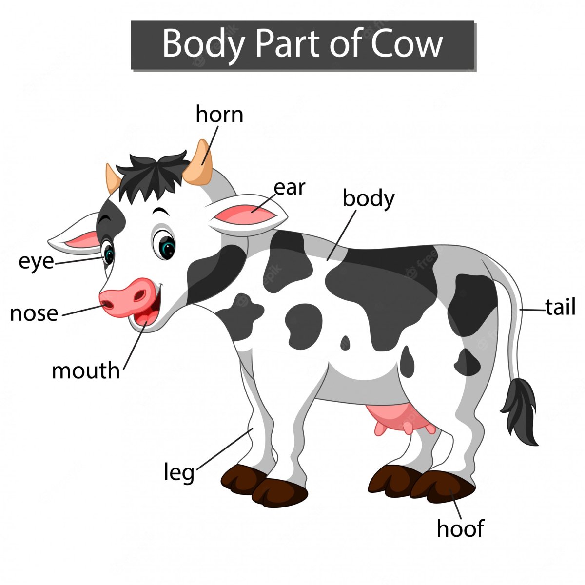 Части тела коровы на английском
