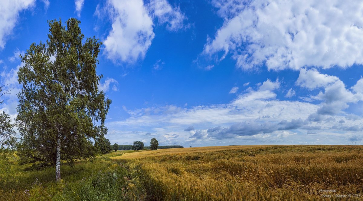 Российские просторы березы Есенин