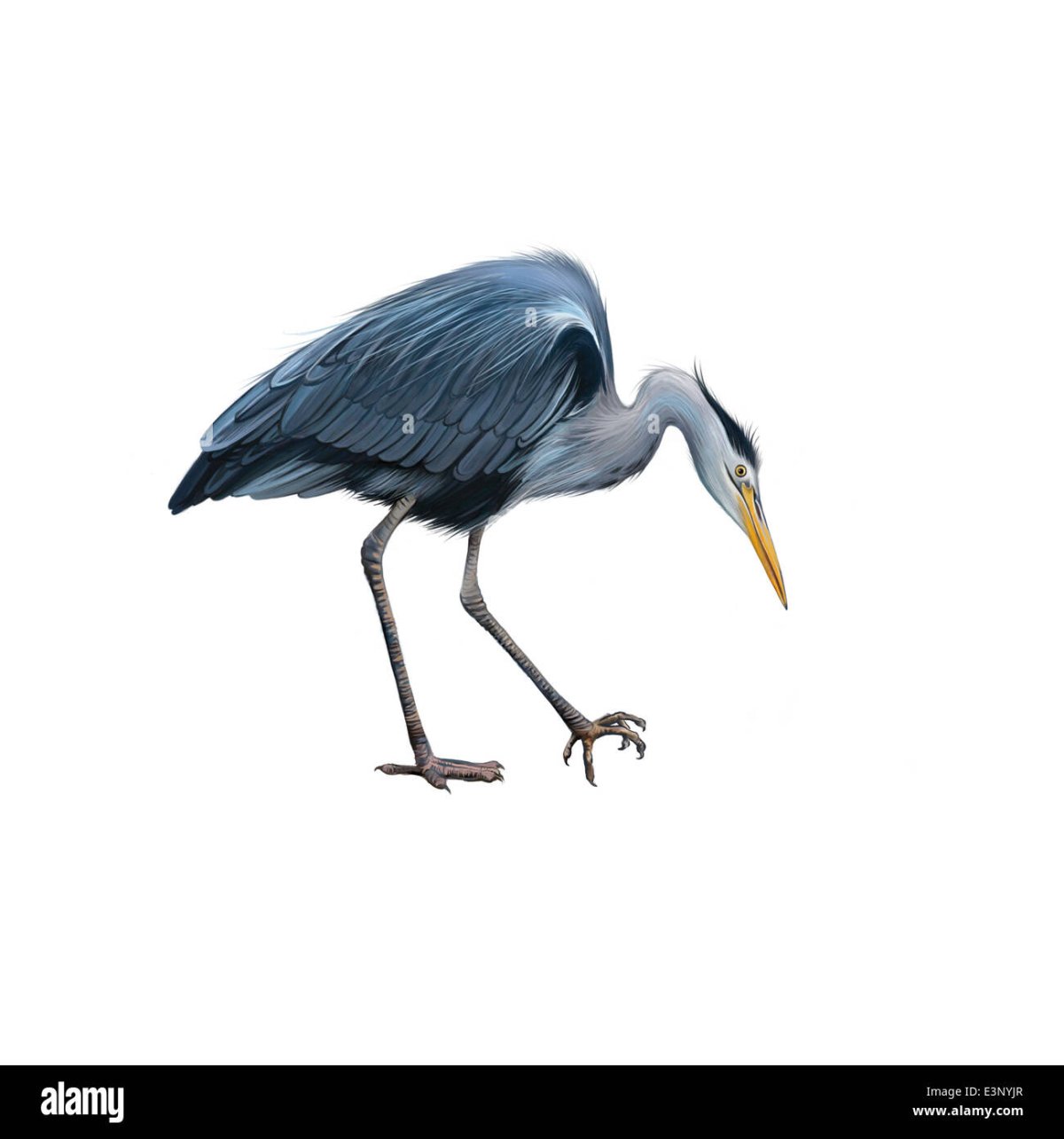 Серая настоящая цапля на прозрачном фоне