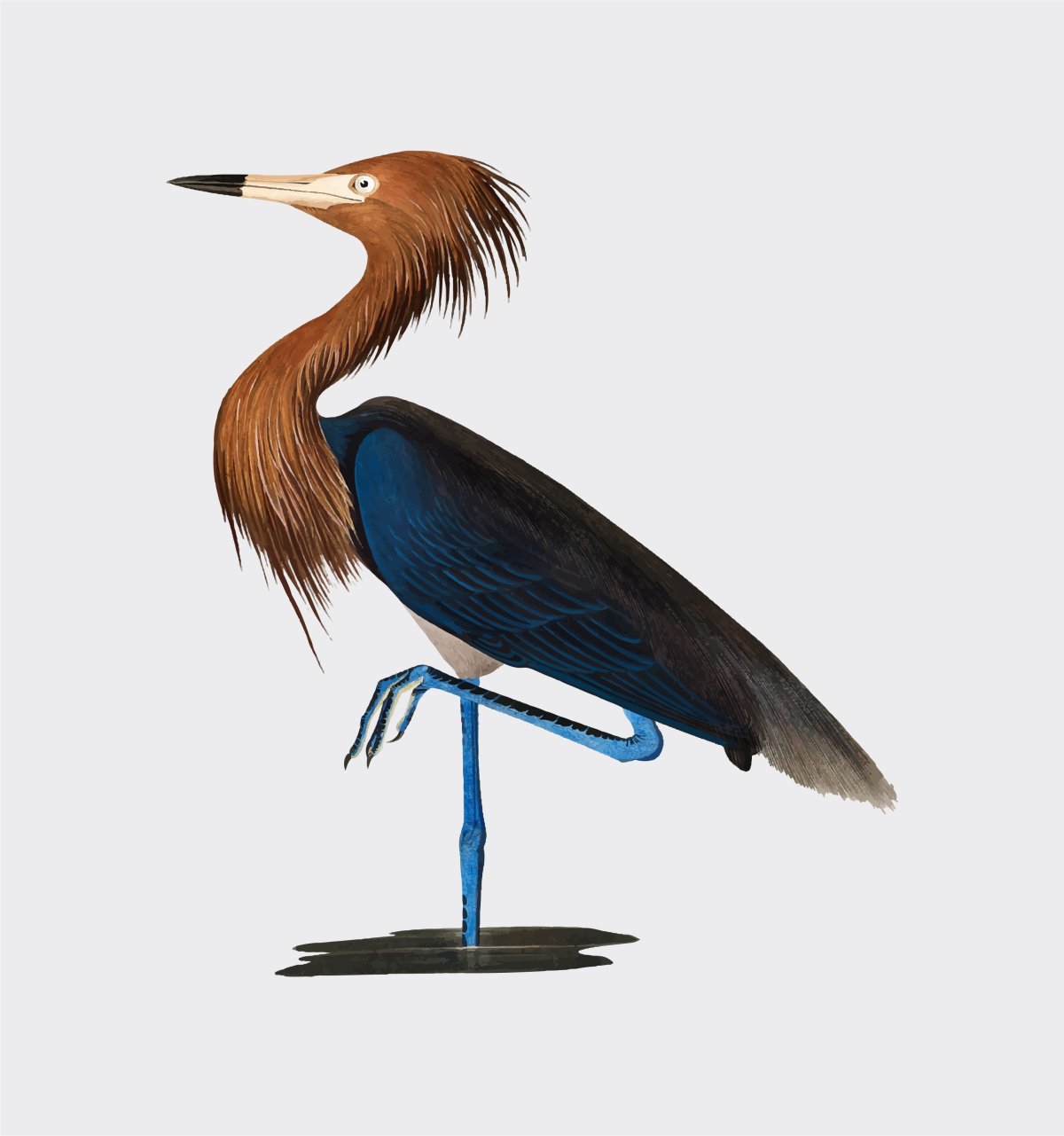 Живопись белая цапля на болоте