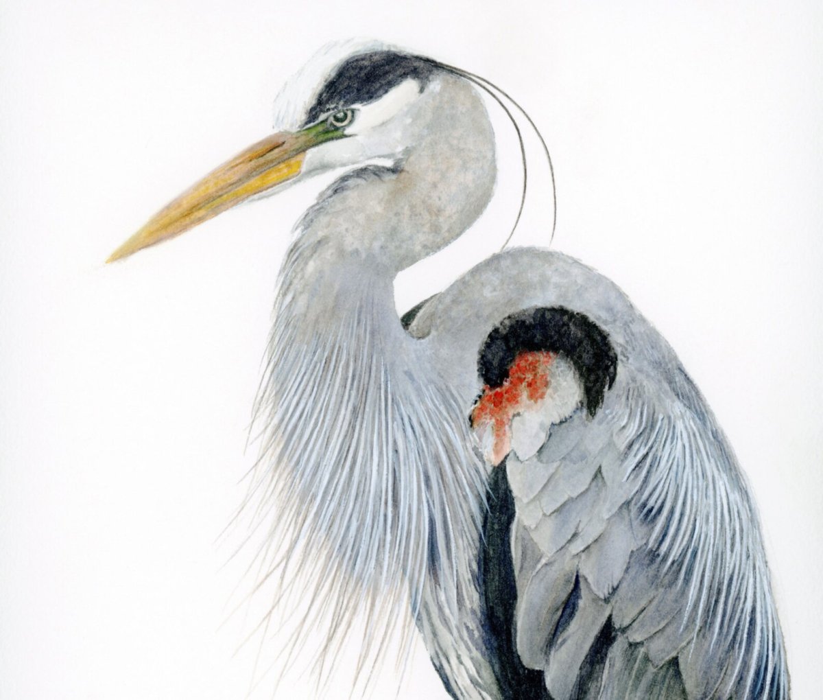 Рисунок аиста и Цапли