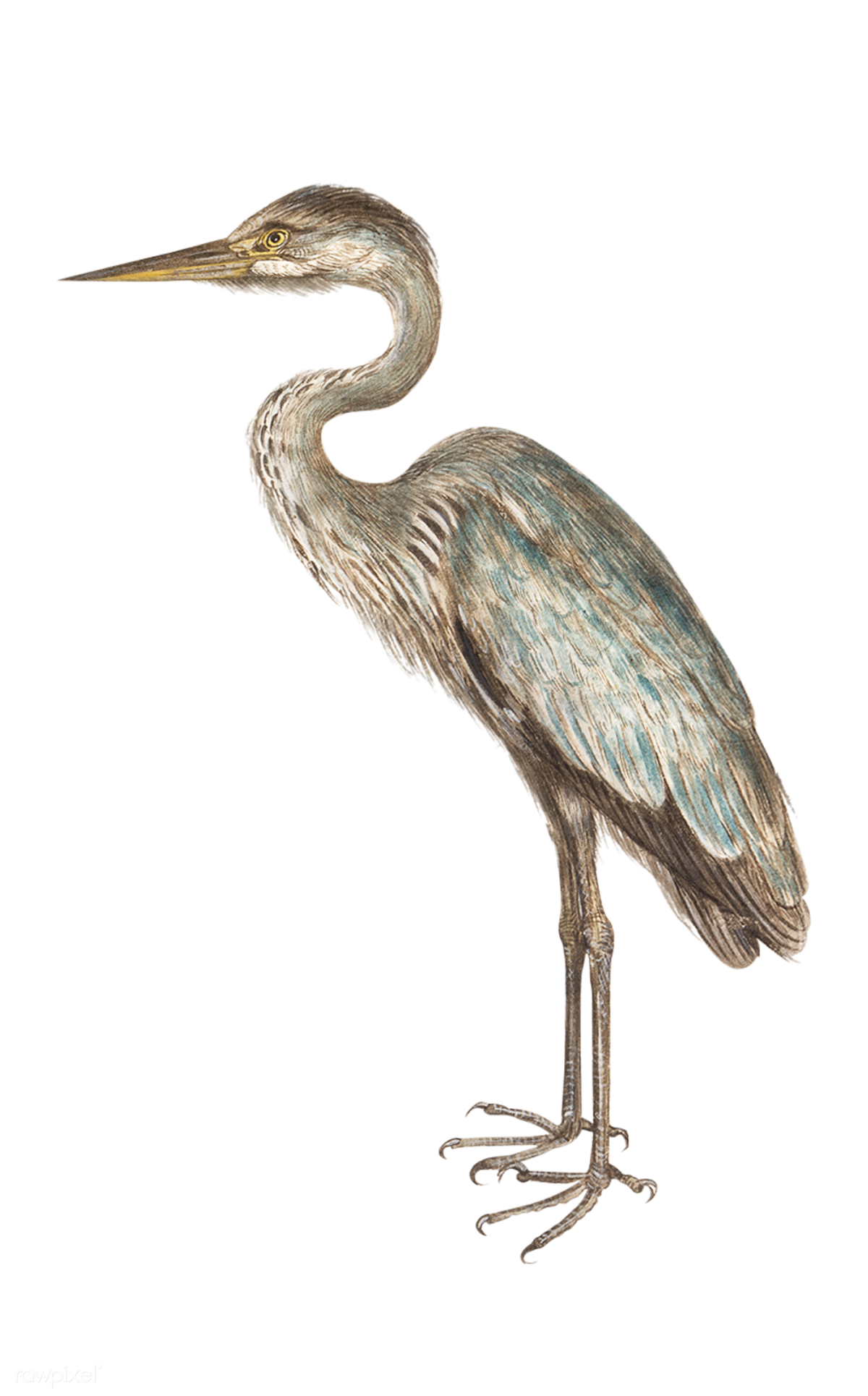 Клипарт цапля на прозрачном фоне